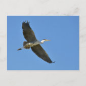 Grauheron Postkarte (Vorderseite)