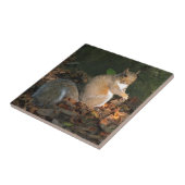 Grauhörnchen 03 fliese (Seite)