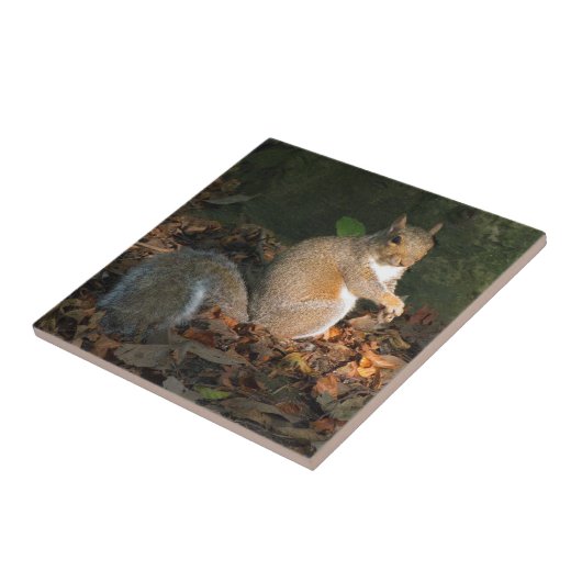 Grauhörnchen 03 fliese (Seite)