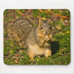 Grauhörnchen, Essen, Erdnuss, Crystal Springs Mousepad