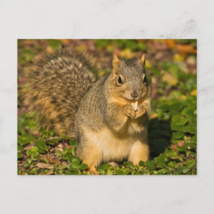Grauhörnchen, Essen, Erdnuss, Crystal Springs Postkarte