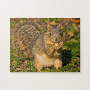 Grauhörnchen, Essen, Erdnuss, Crystal Springs Puzzle