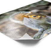 Grauhörnchen Fotodruck (Ecke)
