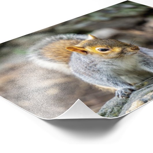 Grauhörnchen Fotodruck (Ecke)