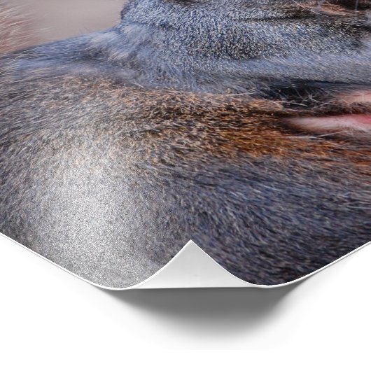 Grauhörnchen Fotodruck (Ecke)