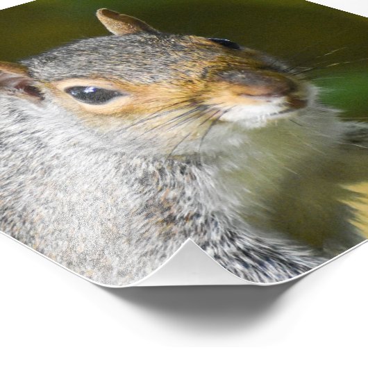 Grauhörnchen Fotodruck (Ecke)