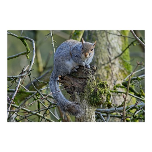 Grauhörnchen in einem Baum Poster (Vorderseite)