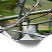 Grauhörnchen in einem Baum Poster (Ecke)