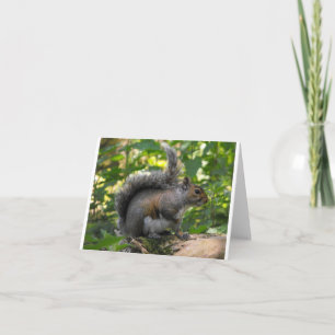 Grauhörnchen Karte