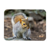Grauhörnchen Magnet (Horizontal)