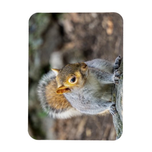 Grauhörnchen Magnet (Vertikal)