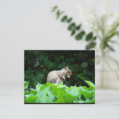 Grauhörnchen mit Nuss Postkarte (Stehend Vorderseite)