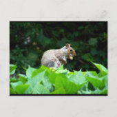 Grauhörnchen mit Nuss Postkarte (Vorderseite)