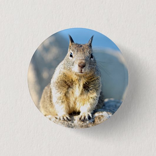 Grauhörnchen, Monterey Bay, Kalifornien Button (Vorderseite)