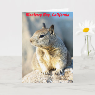 Grauhörnchen, Monterey Bay, Kalifornien Karte