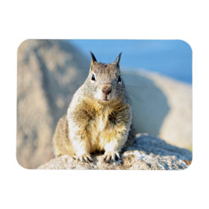 Grauhörnchen, Monterey Bay, Kalifornien Magnet