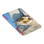 Grauhörnchen, Monterey Bay, Kalifornien Magnet (Rechte Seite)