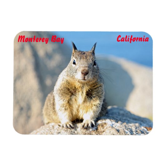 Grauhörnchen, Monterey Bay, Kalifornien Magnet (Horizontal)