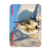 Grauhörnchen, Monterey Bay, Kalifornien Magnet (Vertikal)