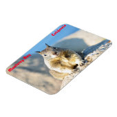 Grauhörnchen, Monterey Bay, Kalifornien Magnet (Linke Seite)