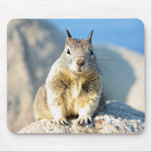 Grauhörnchen, Monterey Bay, Kalifornien Mousepad