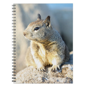 Grauhörnchen, Monterey Bay, Kalifornien Notizblock