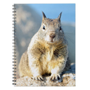 Grauhörnchen, Monterey Bay, Kalifornien Notizblock
