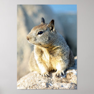 Grauhörnchen, Monterey Bay, Kalifornien Poster