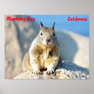 Grauhörnchen, Monterey Bay, Kalifornien Poster