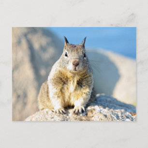 Grauhörnchen, Monterey Bay, Kalifornien Postkarte