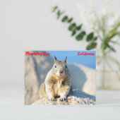 Grauhörnchen, Monterey Bay, Kalifornien Postkarte (Stehend Vorderseite)