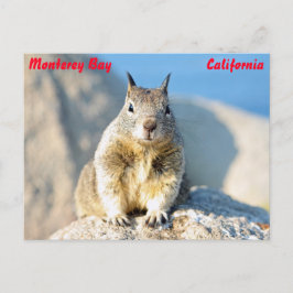 Grauhörnchen, Monterey Bay, Kalifornien Postkarte