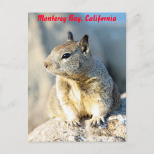 Grauhörnchen, Monterey Bay, Kalifornien Postkarte