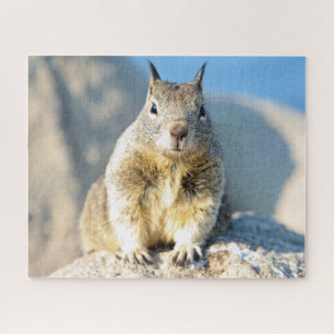 Grauhörnchen, Monterey Bay, Kalifornien Puzzle