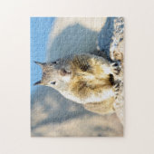 Grauhörnchen, Monterey Bay, Kalifornien Puzzle (Vertikal)