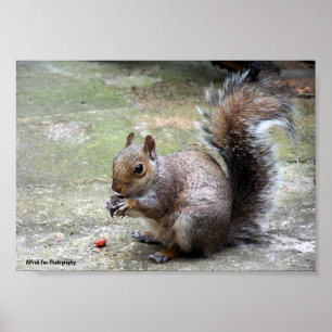 Grauhörnchen-Porträt Poster