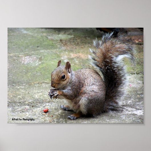 Grauhörnchen-Porträt Poster (Vorne)