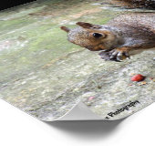 Grauhörnchen-Porträt Poster (Ecke)
