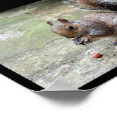 Grauhörnchen-Porträt Poster (Ecke)