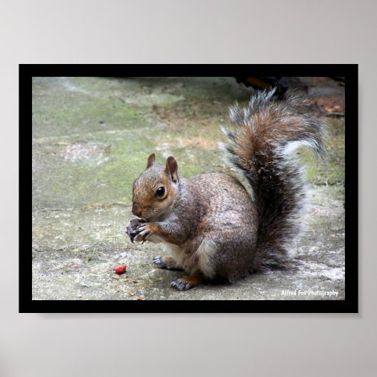 Grauhörnchen-Porträt Poster (Vorne)