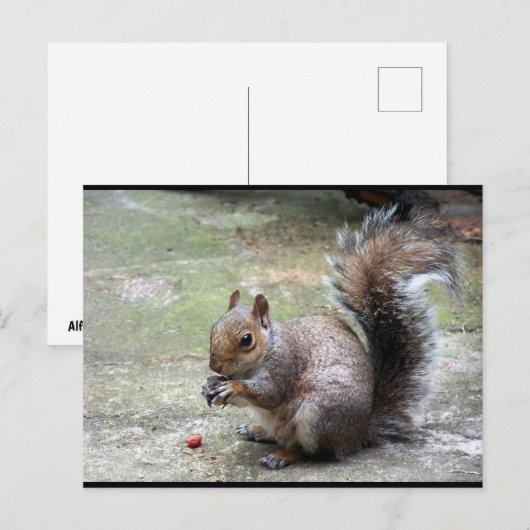 Grauhörnchen-Porträt Postkarte (Vorne/Hinten)