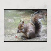 Grauhörnchen-Porträt Postkarte (Vorderseite)