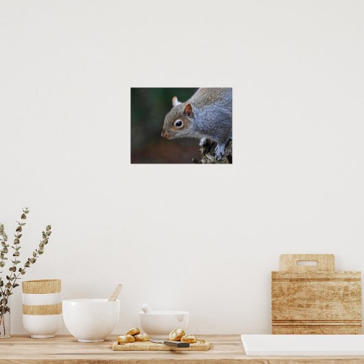 Grauhörnchen Poster (Küche)