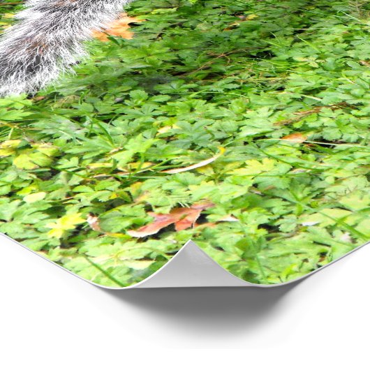 Grauhörnchen Poster (Ecke)