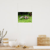 Grauhörnchen Poster (Küche)