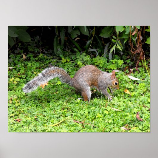 Grauhörnchen Poster (Vorne)