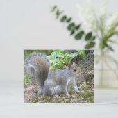 Grauhörnchen Postkarte (Stehend Vorderseite)