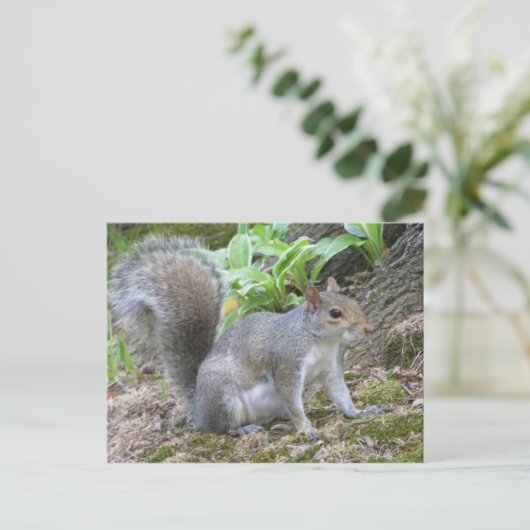 Grauhörnchen Postkarte (Stehend Vorderseite)