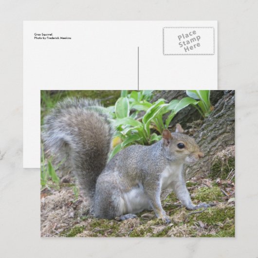 Grauhörnchen Postkarte (Vorne/Hinten)