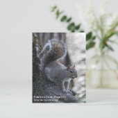 Grauhörnchen Postkarte (Stehend Vorderseite)